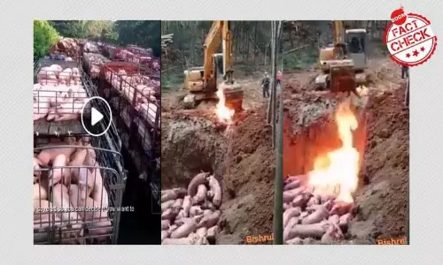 সোয়াইন ফিভার ঠেকাতে শূকর নিধন, মিথ্যে করে বলা হল করোনা সংক্রমণ