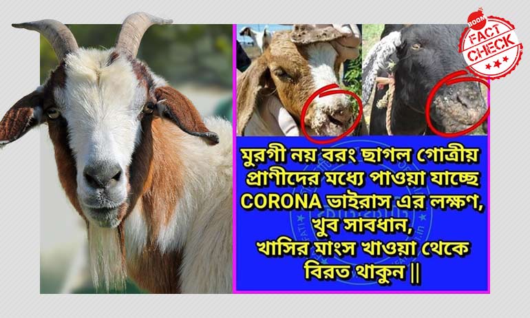 রাজস্থানে করোনাভাইরাসের কবলে ছাগল? খাসির মাংস কতটা নিরাপদ রাজস্থানে করোনাভাইরাসের কবলে ছাগল? খাসির মাংস কতটা নিরাপদ