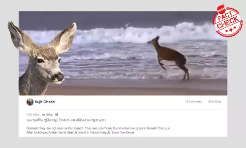 লকডাউনে পুরী সৈকতে হরিণ? ছড়ানো হল ফরাসি চিত্রনির্মাতার পুরনো ভিডিও