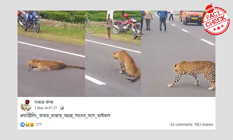 ডুয়ার্সে ৩১ নং জাতীয় সড়কে জখম চিতাবাঘের ভিডিও জিইয়ে উঠলো ডুয়ার্সে ৩১ নং জাতীয় সড়কে জখম চিতাবাঘের ভিডিও জিইয়ে উঠলো