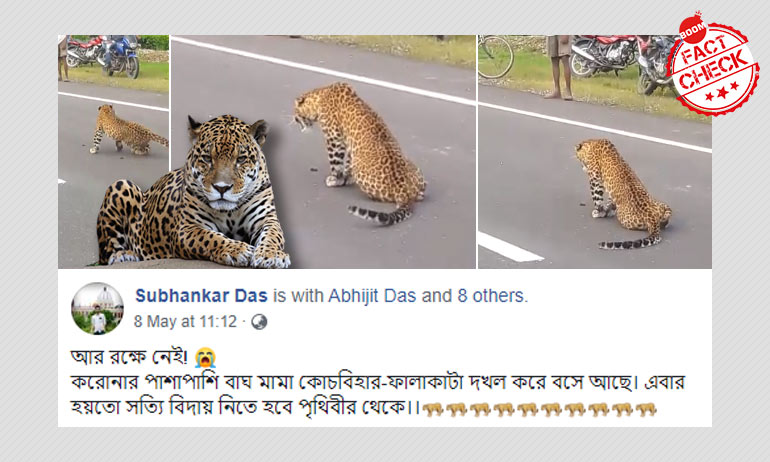 করোনা আতঙ্কে নয়া দোসর ফালাকাটার বাঘ, বিভ্রান্তির মূলে পুরনো ছবি-ভিডিও করোনা আতঙ্কে নয়া দোসর ফালাকাটার বাঘ, বিভ্রান্তির মূলে পুরনো ছবি-ভিডিও