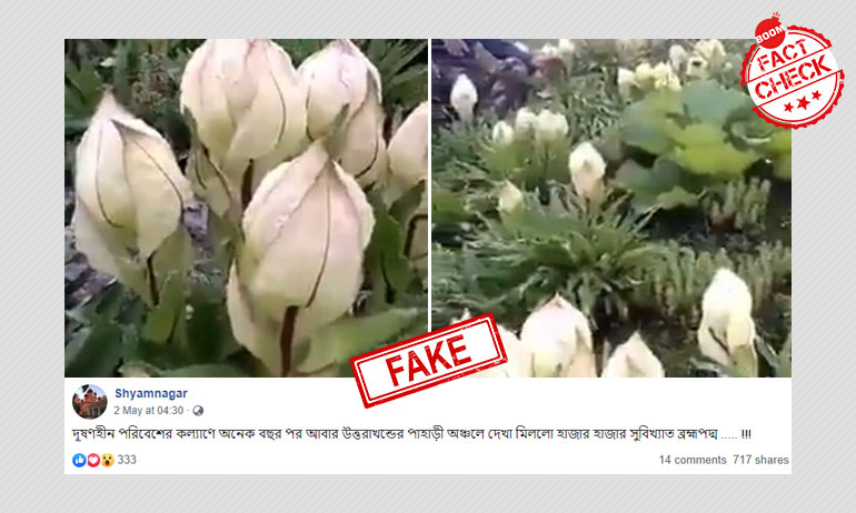 লকডাউনে দূষণ কমায় উত্তরাখণ্ডে ব্রহ্ম পদ্ম ফুটছে, ভাইরাল হল পুরনো ভিডিও লকডাউনে দূষণ কমায় উত্তরাখণ্ডে ব্রহ্ম পদ্ম ফুটছে, ভাইরাল হল পুরনো ভিডিও