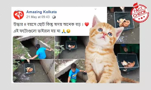 নালা থেকে বিড়াল ছানা উদ্ধার করা বালকের ছবি আমপানের সঙ্গে সম্পর্কিত নয় নালা থেকে বিড়াল ছানা উদ্ধার করা বালকের ছবি আমপানের সঙ্গে সম্পর্কিত নয়