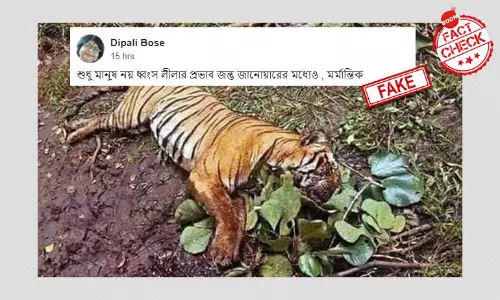 ২০১৫ সালে মৃত বাঘের ছবি শেয়ার করে আমপান ঘূর্ণিঝড়ের প্রভাব বলা হল ২০১৫ সালে মৃত বাঘের ছবি শেয়ার করে আমপান ঘূর্ণিঝড়ের প্রভাব বলা হল