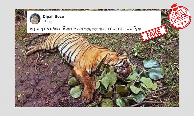 ২০১৫ সালে মৃত বাঘের ছবি শেয়ার করে আমপান ঘূর্ণিঝড়ের প্রভাব বলা হল ২০১৫ সালে মৃত বাঘের ছবি শেয়ার করে আমপান ঘূর্ণিঝড়ের প্রভাব বলা হল