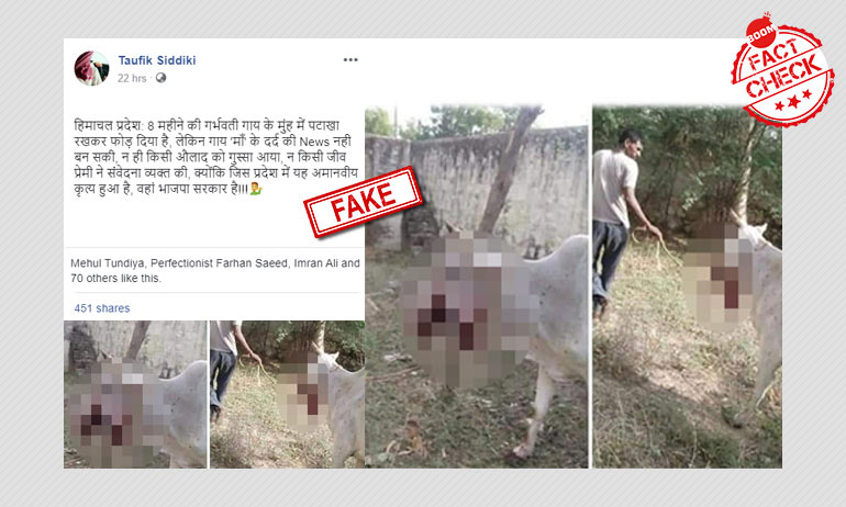না, এটি হিমাচলপ্রদেশে আহত হওয়া গরুর ছবি নয় না, এটি হিমাচলপ্রদেশে আহত হওয়া গরুর ছবি নয়
