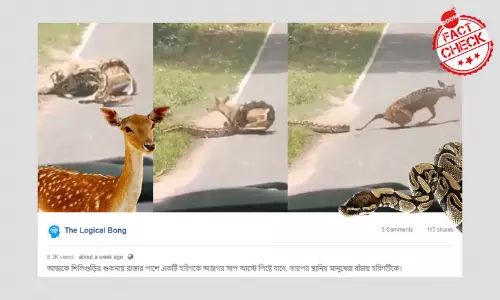 হরিণকে নাগপাশে ধরা অজগর সাপের ভিডিওটি শুকনা দার্জিলিংয়ের ঘটনা নয় হরিণকে নাগপাশে ধরা অজগর সাপের ভিডিওটি শুকনা দার্জিলিংয়ের ঘটনা নয়