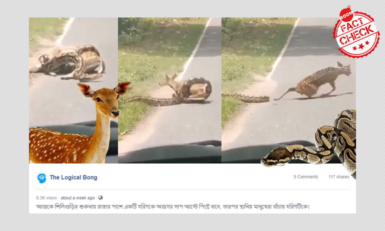 হরিণকে নাগপাশে ধরা অজগর সাপের ভিডিওটি শুকনা দার্জিলিংয়ের ঘটনা নয় হরিণকে নাগপাশে ধরা অজগর সাপের ভিডিওটি শুকনা দার্জিলিংয়ের ঘটনা নয়