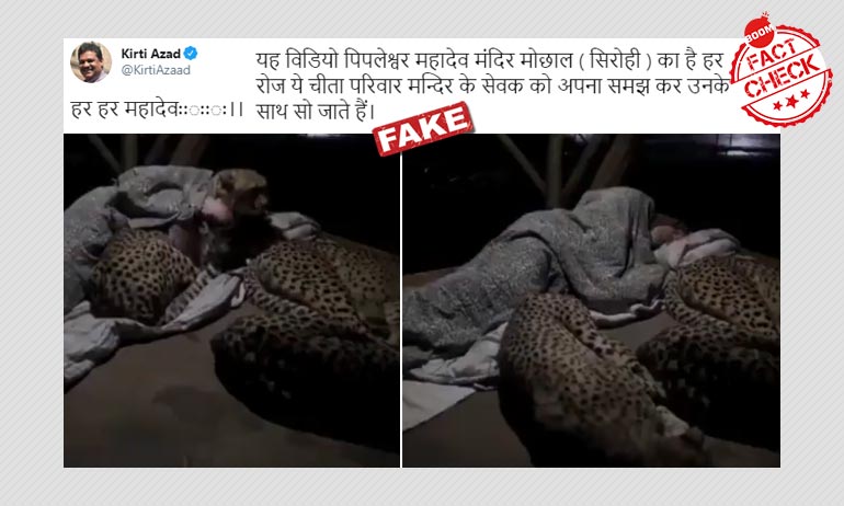 চিতাদের আদর মানুষের! দক্ষিণ আফ্রিকার ভিডিও ছড়াল রাজস্থানের বলে চিতাদের আদর মানুষের! দক্ষিণ আফ্রিকার ভিডিও ছড়াল রাজস্থানের বলে