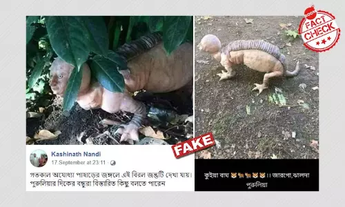 সোশাল মিডিয়া পোস্টে ছড়াল পুরুলিয়ায় বিরল প্রাণী হদিস পাওয়ার গুজব সোশাল মিডিয়া পোস্টে ছড়াল পুরুলিয়ায় বিরল প্রাণী হদিস পাওয়ার গুজব