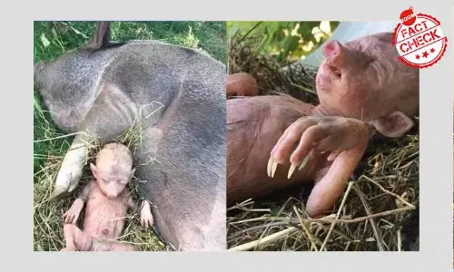 এগুলি কি মানব-শূকর সংকর শাবকের ছবি? এগুলি কি মানব-শূকর সংকর শাবকের ছবি?