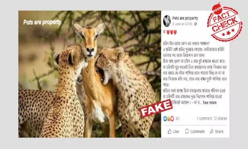 মনগড়া কাহিনী সমেত ভাইরাল চিতাবাঘের শিকারের দৃশ্যের এই ছবি