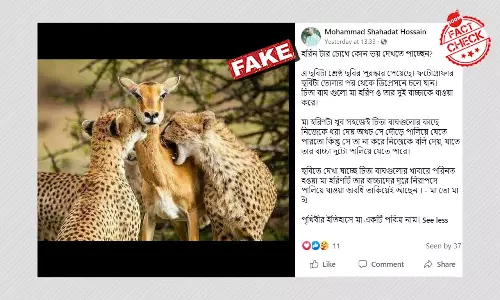 আষাড়ে গল্প সহ ছড়াল চিতাবাঘের হরিণ শিকার দৃশ্যের ছবি