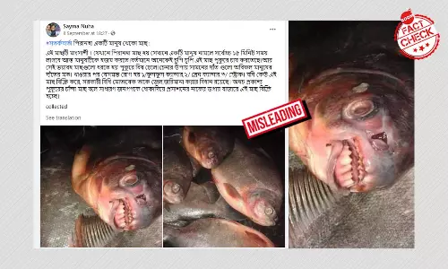 বাজারে কী দাঁতাল পিরানহা? ফের বিভ্রান্তিকর দাবিতে ছড়াল পাকু মাছের ছবি বাজারে কী দাঁতাল পিরানহা? ফের বিভ্রান্তিকর দাবিতে ছড়াল পাকু মাছের ছবি