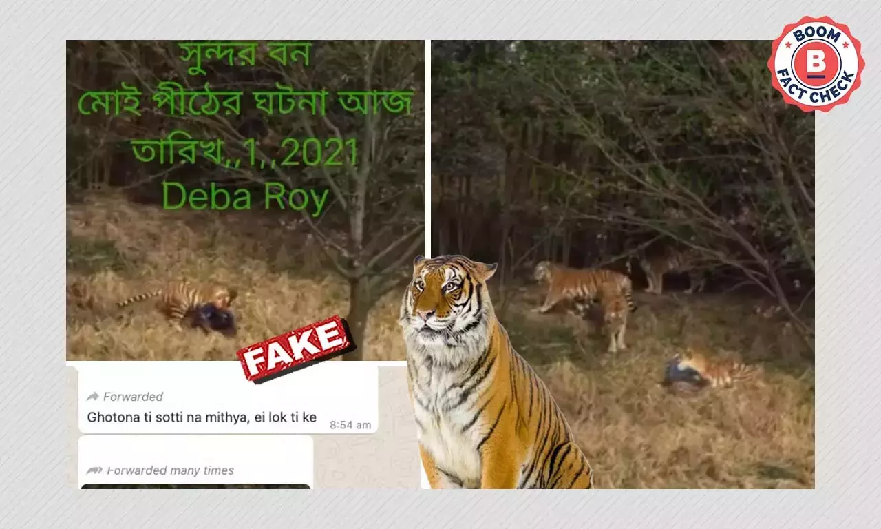 সুন্দরবনে বাঘ হামলার ঘটনা বলে ছড়াল সম্পর্কহীন পুরনো ভিডিও সুন্দরবনে বাঘ হামলার ঘটনা বলে ছড়াল সম্পর্কহীন পুরনো ভিডিও