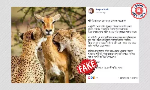 চিতাবাঘের হরিণ শিকারের ছবি ফের ছড়াল অবসাদের মনগড়া ভুয়ো দাবিতে