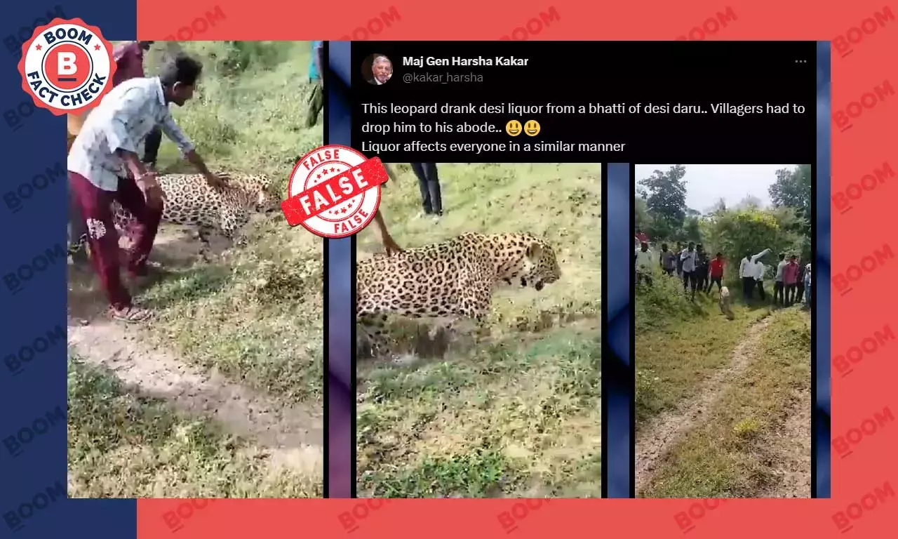 মদ খেয়ে নেশাগ্রস্ত হয়েছে চিতাবাঘ? ভিডিওর সাথে করা দাবি ভিত্তিহীন মদ খেয়ে নেশাগ্রস্ত হয়েছে চিতাবাঘ? ভিডিওর সাথে করা দাবি ভিত্তিহীন
