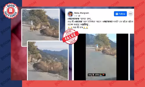 অযোধ্যায় জটায়ুর আগমন বলে ছড়াল রাস্তায় বসে থাকা শকুনদের পুরনো ভিডিও অযোধ্যায় জটায়ুর আগমন বলে ছড়াল রাস্তায় বসে থাকা শকুনদের পুরনো ভিডিও