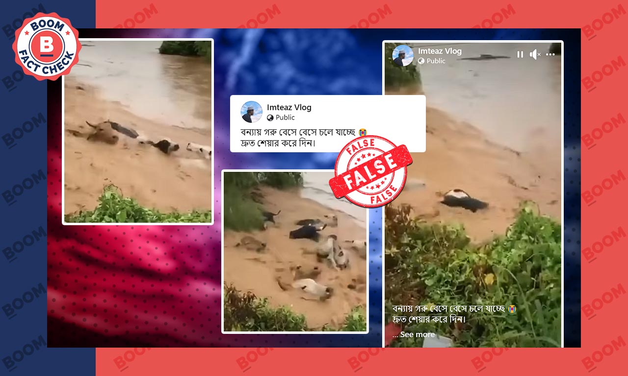বাংলাদেশের বন্যা দাবিতে ছড়াল মেক্সিকোয় গরু ভেসে যাওয়ার পুরনো ভিডিও বাংলাদেশের বন্যা দাবিতে ছড়াল মেক্সিকোয় গরু ভেসে যাওয়ার পুরনো ভিডিও