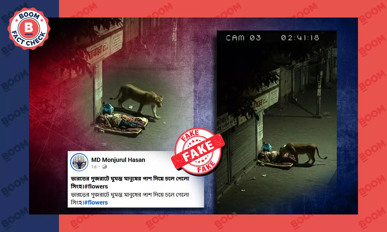 ঘুমন্ত মানুষকে কেবল শুঁকে সিংহীর রেহাই দেওয়ার ভিডিও AI দিয়ে তৈরি ঘুমন্ত মানুষকে কেবল শুঁকে সিংহীর রেহাই দেওয়ার ভিডিও AI দিয়ে তৈরি