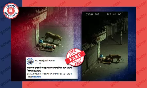 ঘুমন্ত মানুষকে কেবল শুঁকে সিংহীর রেহাই দেওয়ার ভিডিও AI দিয়ে তৈরি ঘুমন্ত মানুষকে কেবল শুঁকে সিংহীর রেহাই দেওয়ার ভিডিও AI দিয়ে তৈরি